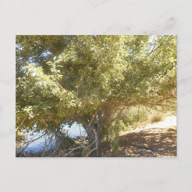 Old Apple Tree Bush Western Australia Carte postal (Devant)