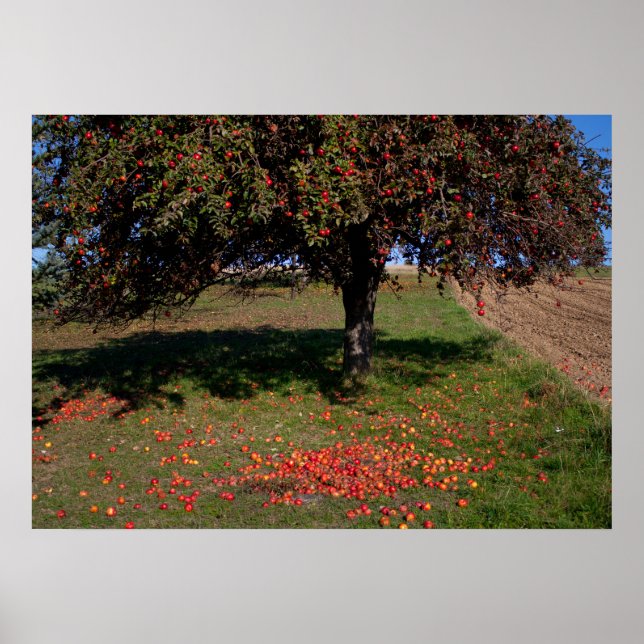 Old Apple Tree Poster (Front)