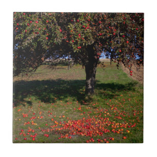 Old Apple Tree Tile