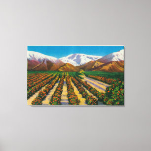 Old Baldy Mountain from the Orange Groves Canvas Print