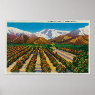 Old Baldy Mountain from the Orange Groves Poster