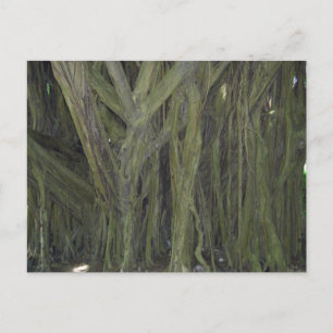 Old Banyan Tree Postcard