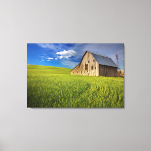 Old Barn in Field of Spring Wheat Canvas Print