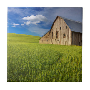 Old Barn in Field of Spring Wheat Tile
