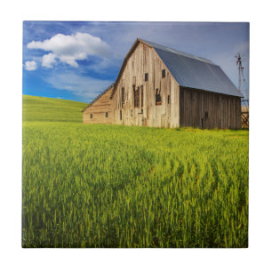 Old Barn Surrounded by Spring Wheat Field 1 Tile