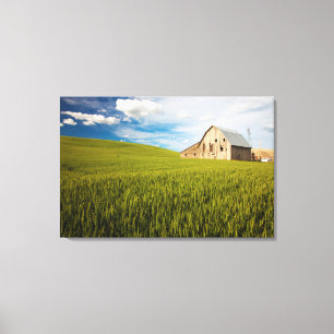 Old Barn Surrounded by Spring Wheat Field 2 Canvas Print