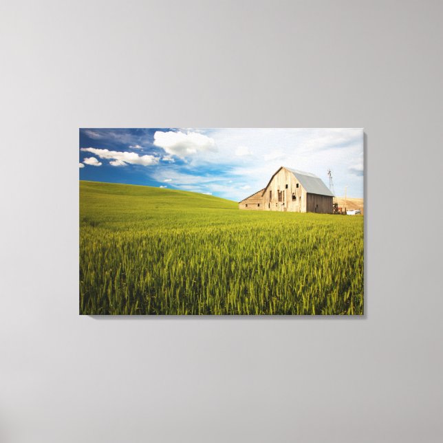 Old Barn Surrounded by Spring Wheat Field 2 Canvas Print (Front)