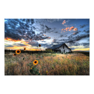 Old Barn with Sunflowers at Sunset - Hi Res Photo