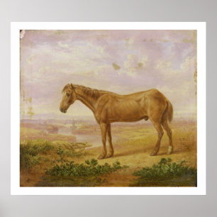 Old Billy, a Draught Horse, Aged 62 (oil on panel) Poster