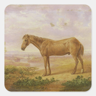 Old Billy, a Draught Horse, Aged 62 (oil on panel) Square Sticker