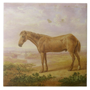 Old Billy, a Draught Horse, Aged 62 (oil on panel) Tile