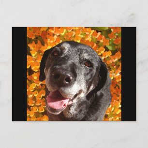 Old Black Labrador Postcard