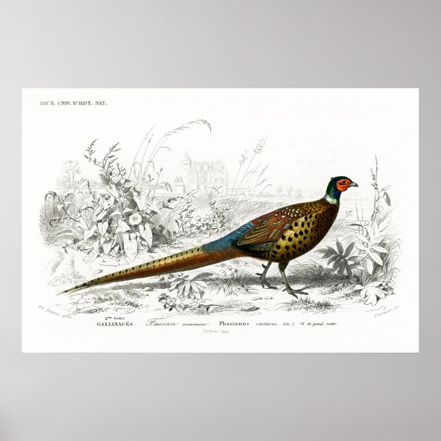 Old book illustration of a Ring-necked pheasant Poster (Front)