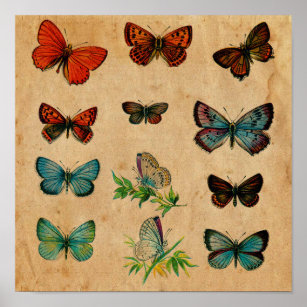 Old Butterfly Antique Collection Poster