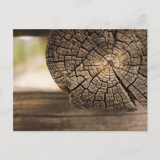 Old Cabin Wood Textures Postcard (Front)