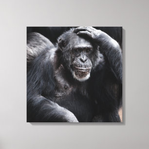 Old Chimpanzee canvas print