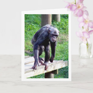 Old Chimpanzee Card