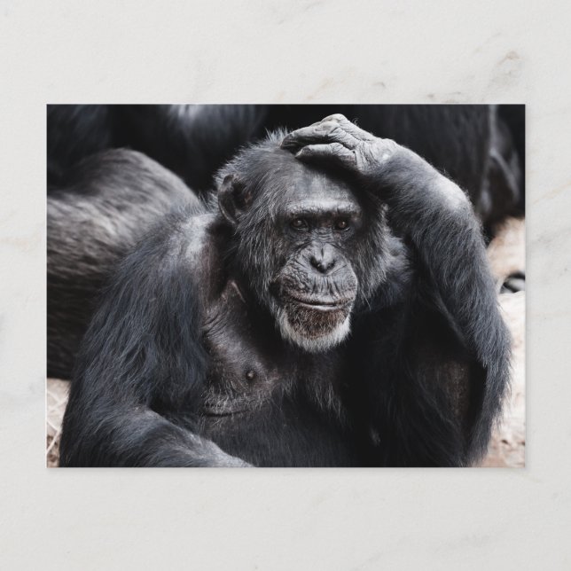 Old Chimpanzee  postcard (Front)
