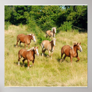Old Draft Horses Print