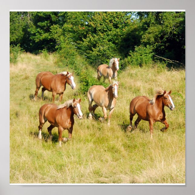 Old Draught Horses Print (Front)
