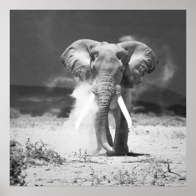 Old elephant poster (Front)