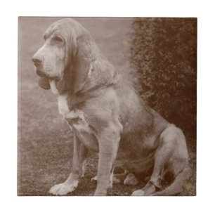 Old English Bloodhound Tile