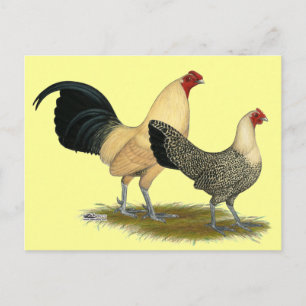 Old English Cream Buttercups Postcard