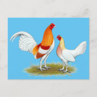 Old English Game Bantam: Red Pyle