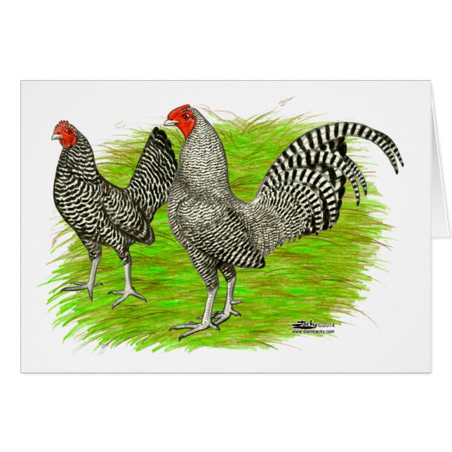 Old English Game Barred Chickens (Front Horizontal)