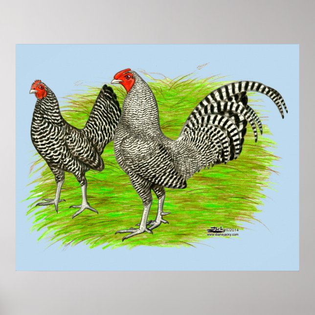 Old English Game Barred Chickens Poster (Front)