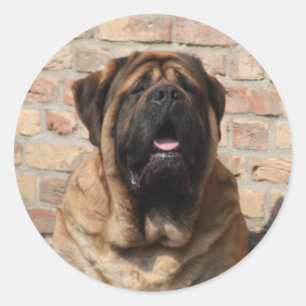 old english Mastiff    Classic Round Sticker