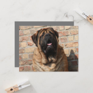 old english Mastiff     Invitation