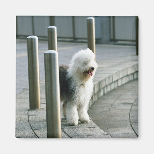 Old English Sheep Dog 2 Magnet (Front)