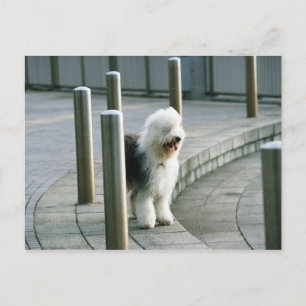 Old English Sheep Dog 2 Postcard