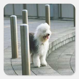 Old English Sheep Dog 2 Square Sticker