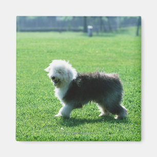 Old English Sheep Dog Magnet