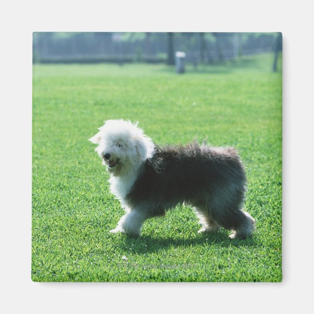 Old English Sheep Dog Magnet (Front)