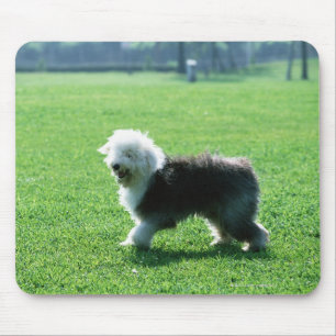 Old English Sheep Dog Mouse Pad