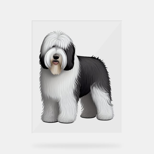 Old English Sheepdog 10 (Recto)