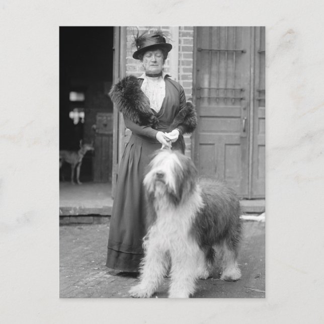 Old English Sheepdog, 1915 Postcard (Front)