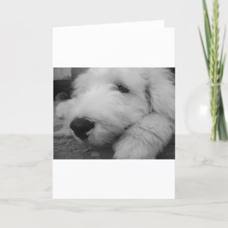 Old English Sheepdog Card