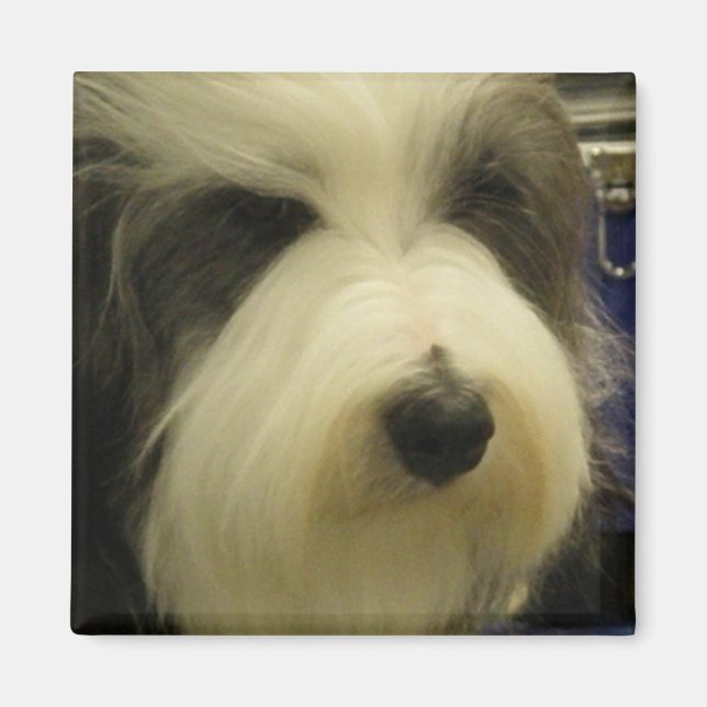 Old English Sheepdog Carré Magnet (Devant)