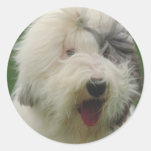 Old English Sheepdog Classic Round Sticker