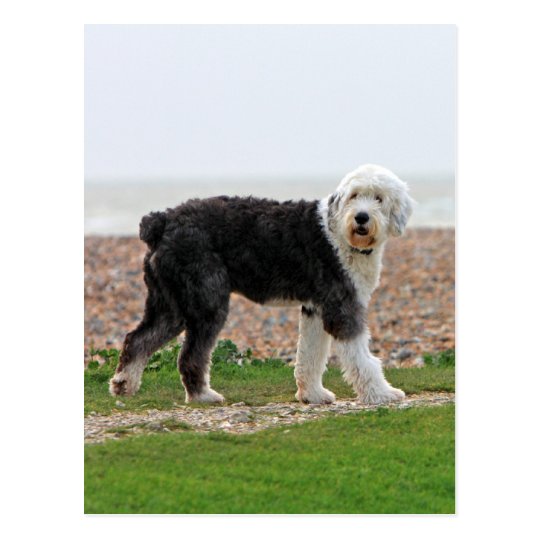 Old English Sheepdog dog postcard, beautiful photo Postcard