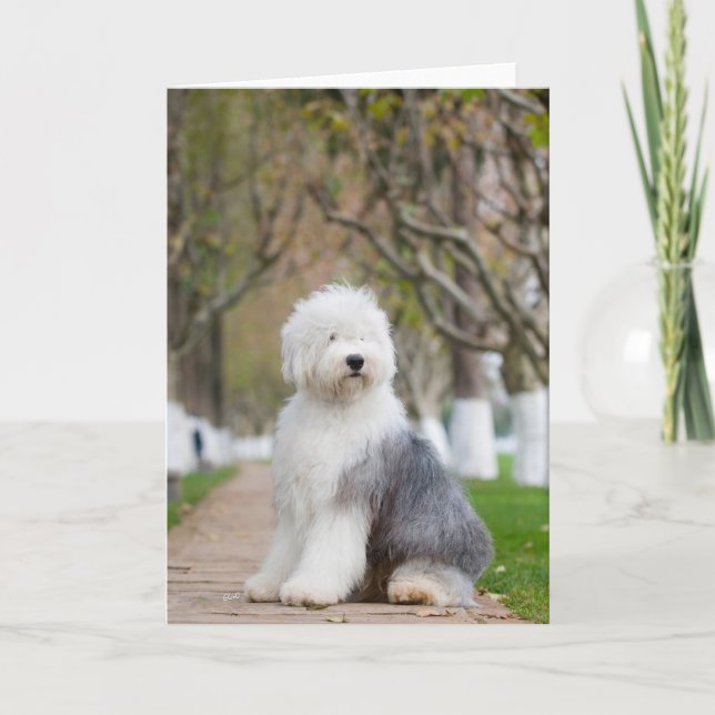 Old English Sheepdog Greeting Cards (Front)