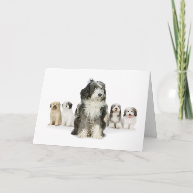 Old English Sheepdog Greeting Cards (Front)