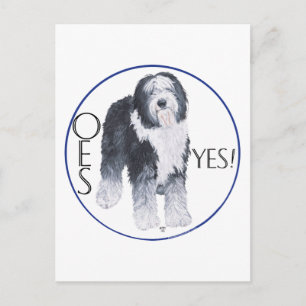 Old English Sheepdog Head Study Postcard
