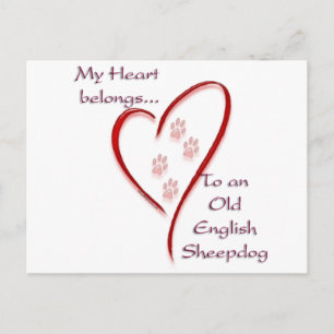 Old English Sheepdog Heart Belongs Postcard
