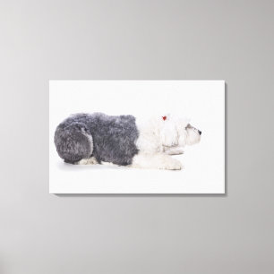 Old English Sheepdog on white background Canvas Print
