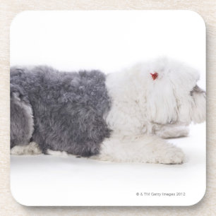Old English Sheepdog on white background Coaster